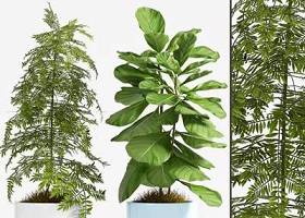 现代南洋杉绿植盆栽组合3D模型下载 现代南洋杉绿植盆栽组合3D模型下载