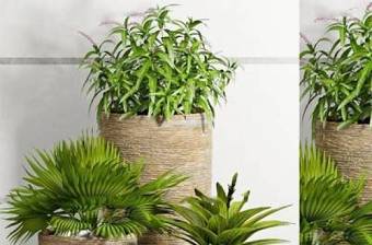 现代植物盆栽组合3d模型下载 现代植物盆栽组合3d模型下载