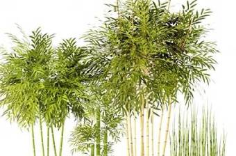 现代竹子盆栽3D模型下载 现代竹子盆栽3D模型下载