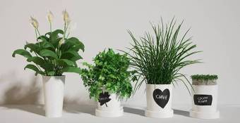 现代植物盆栽组合3d模型下载 现代植物盆栽组合3d模型下载
