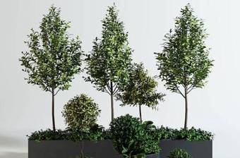 现代万年青绿植树3D模型下载 现代万年青绿植树3D模型下载