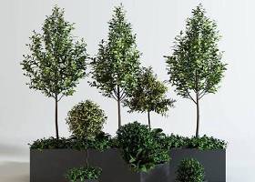现代万年青绿植树3D模型下载 现代万年青绿植树3D模型下载
