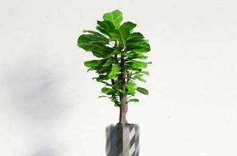 盆栽植物盆栽 花卉盆栽植物 植物3D模型下载 盆栽植物盆栽 花卉盆栽植物 植物3D模型下载