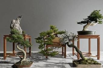 新中式实木角几罗汉松绿植盆栽3D模型下载 新中式实木角几罗汉松绿植盆栽3D模型下载