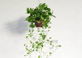 盆栽植物花卉盆栽植物 植物 盆栽3D模型下载 盆栽植物花卉盆栽植物 植物 盆栽3D模型下载