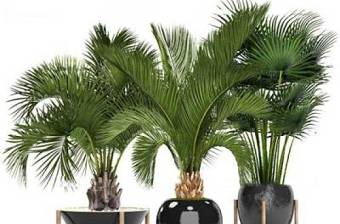 现代植物棕榈盆栽3D模型下载 现代植物棕榈盆栽3D模型下载