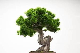 中式松树盆景3D模型下载 中式松树盆景3D模型下载