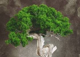 新中式松树盆景3D模型下载 新中式松树盆景3D模型下载