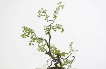 现代简约盆栽植物花卉盆栽植物 现代简约盆栽植物3D模型下载 现代简约盆栽植物花卉盆栽植物 现代简约盆栽植物3D模型下载