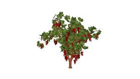 葡萄树-3D 其他 植物 花 画 演出 SU模型下载 葡萄树-3D 其他 植物 花 画 演出 SU模型下载