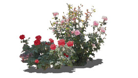 玫瑰-什锦 花 植物 其他 画 室外 SU模型下载 玫瑰-什锦 花 植物 其他 画 室外 SU模型下载