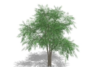 植物树SU模型下载 植物树SU模型下载