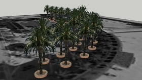 城市广场棕榈树SU模型下载 城市广场棕榈树SU模型下载
