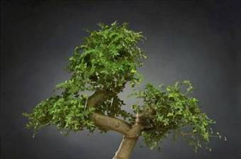 现代绿植盆栽3D模型下载 现代绿植盆栽3D模型下载