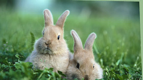 兔子 兔子 野兔 棉尾兔 SU模型下载 兔子 兔子 野兔 棉尾兔 SU模型下载