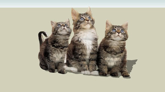 猫 猫 斑猫 动物 山猫 埃及猫 SU模型下载 猫 猫 斑猫 动物 山猫 埃及猫 SU模型下载
