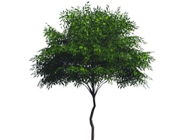 2D植物树SU模型下载 2D植物树SU模型下载