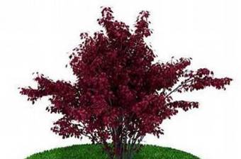 紫色景观树3D模型下载 紫色景观树3D模型下载