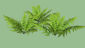 铁线蕨蕨类植物 植物 其他 SU模型下载 铁线蕨蕨类植物 植物 其他 SU模型下载