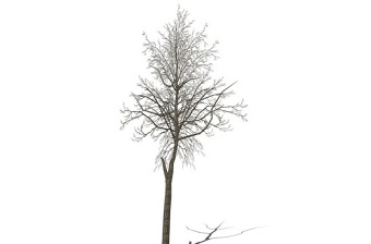 枯树冬季树SU模型下载 枯树冬季树SU模型下载