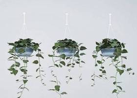 盆栽植物植物 盆栽3D模型下载 盆栽植物植物 盆栽3D模型下载
