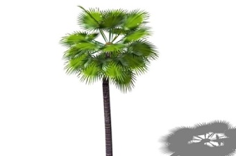 椰子树SU模型下载 椰子树SU模型下载