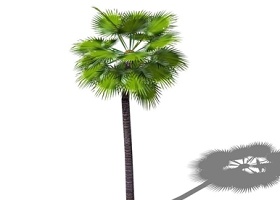 椰子树SU模型下载 椰子树SU模型下载