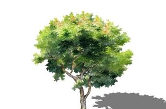 2D水彩风格复叶乐树SU模型下载 2D水彩风格复叶乐树SU模型下载