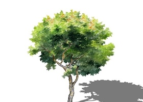 2D水彩风格复叶乐树SU模型下载 2D水彩风格复叶乐树SU模型下载