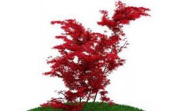 红色景观树3D模型下载 红色景观树3D模型下载