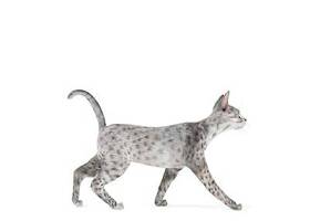 灰色猫3D模型下载 灰色猫3D模型下载