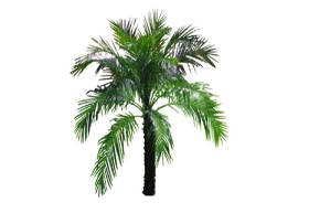 2D棕榈树su模型下载 2D棕榈树su模型下载