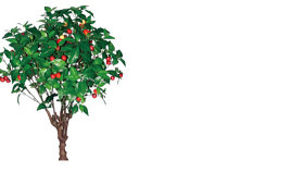 果树04 其他 花 画 植物 饰品 SU模型下载 果树04 其他 花 画 植物 饰品 SU模型下载
