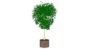 纸桦木树种植的treescapes轮国际有限公司SU模型下载 纸桦木树种植的treescapes轮国际有限公司SU模型下载