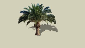 棕榈树 植物 鸢 菠萝 画 SU模型下载 棕榈树 植物 鸢 菠萝 画 SU模型下载