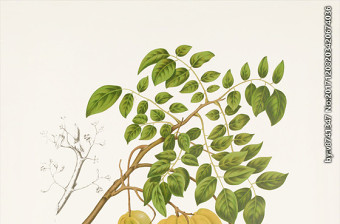 植物花草果实插画图片