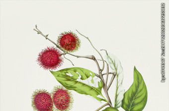 植物花草果实插画图片
