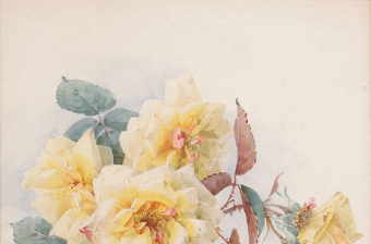 玫瑰花朵花卉装饰画图片