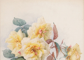玫瑰花朵花卉装饰画图片